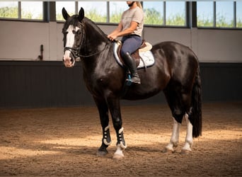 Polnisches Halbblut, Wallach, 3 Jahre, 170 cm, Rappe