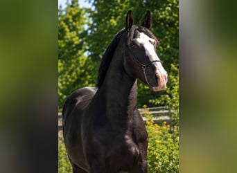 Polnisches Halbblut, Wallach, 3 Jahre, 170 cm, Rappe