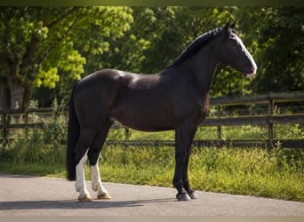 Polnisches Halbblut, Wallach, 3 Jahre, 170 cm, Rappe