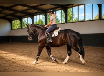 Polnisches Halbblut, Wallach, 3 Jahre, 170 cm, Rappe