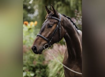 Polnisches Halbblut, Wallach, 3 Jahre, 172 cm, Rotbrauner