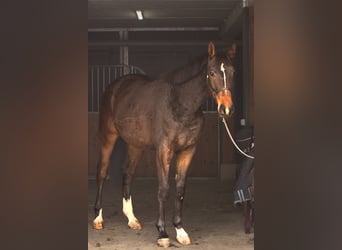 Polnisches Halbblut, Wallach, 3 Jahre, 175 cm, Dunkelbrauner