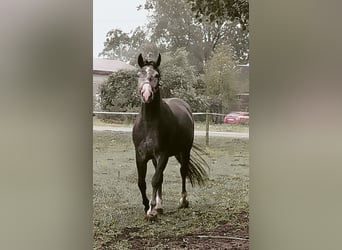 Polnisches Halbblut Mix, Wallach, 4 Jahre, 157 cm, Schimmel