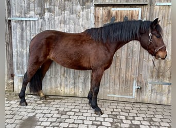 Polnisches Halbblut, Wallach, 4 Jahre, 160 cm, Brauner