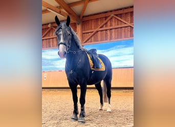 Polnisches Halbblut, Wallach, 4 Jahre, 167 cm, Rappschimmel