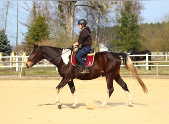 Polnisches Halbblut, Wallach, 4 Jahre, 168 cm, Schecke