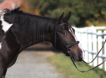 Polnisches Halbblut, Wallach, 4 Jahre, 168 cm, Schecke