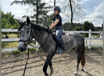 Polnisches Halbblut, Wallach, 4 Jahre, 173 cm, Schimmel