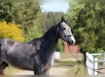 Polnisches Halbblut, Wallach, 4 Jahre, 173 cm, Schimmel