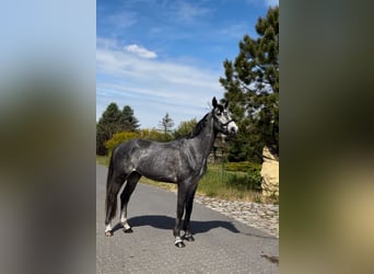 Polnisches Halbblut, Wallach, 4 Jahre, 173 cm, Schimmel