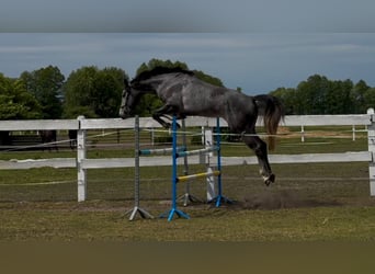 Polnisches Halbblut, Wallach, 4 Jahre, 173 cm, Schimmel
