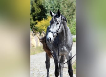 Polnisches Halbblut, Wallach, 4 Jahre, 173 cm, Schimmel