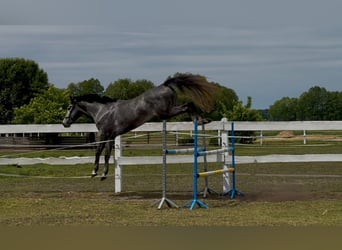 Polnisches Halbblut, Wallach, 4 Jahre, 173 cm, Schimmel