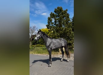 Polnisches Halbblut, Wallach, 4 Jahre, 173 cm, Schimmel