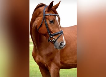 Polnisches Halbblut, Wallach, 4 Jahre, 180 cm, Fuchs