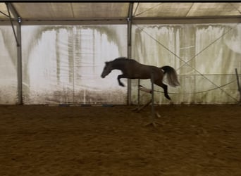 Polnisches Halbblut Mix, Wallach, 5 Jahre, 153 cm, Schimmel