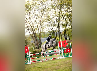 Polnisches Halbblut, Wallach, 5 Jahre, 163 cm, Schimmel
