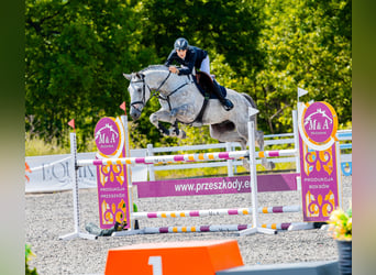 Polnisches Halbblut, Wallach, 5 Jahre, 168 cm, Apfelschimmel