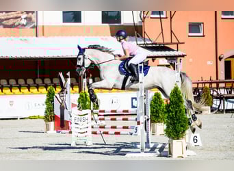 Polnisches Halbblut, Wallach, 5 Jahre, 170 cm, Schimmel