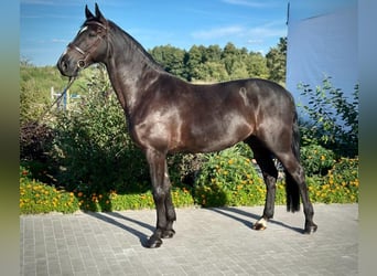 Polnisches Halbblut, Wallach, 5 Jahre, 172 cm, Rappe