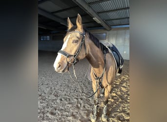 Polnisches Halbblut, Wallach, 6 Jahre, 163 cm, Buckskin