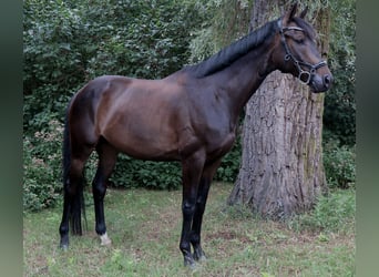 Polnisches Halbblut, Wallach, 6 Jahre, 164 cm, Dunkelbrauner