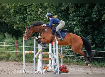 Polnisches Halbblut, Wallach, 6 Jahre, 165 cm, Rotbrauner