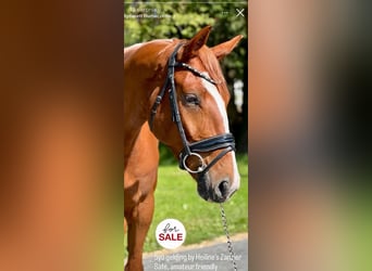 Polnisches Halbblut, Wallach, 6 Jahre, 168 cm, Fuchs