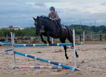 Polnisches Halbblut, Wallach, 6 Jahre, 170 cm, Rappe