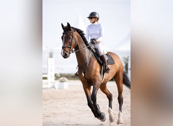 Polnisches Halbblut, Wallach, 6 Jahre, 177 cm, Dunkelbrauner