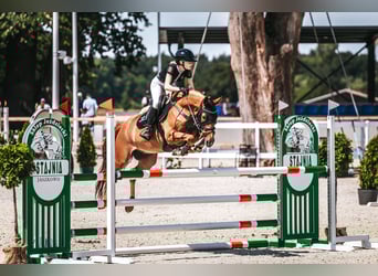 Polnisches Halbblut, Wallach, 7 Jahre, 155 cm, Fuchs