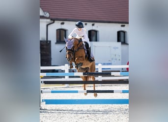Polnisches Halbblut, Wallach, 7 Jahre, 155 cm, Fuchs