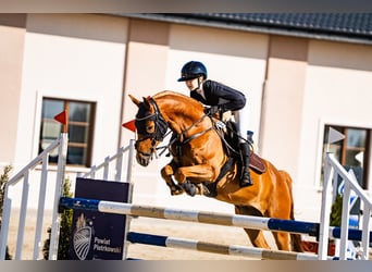 Polnisches Halbblut, Wallach, 7 Jahre, 155 cm, Fuchs