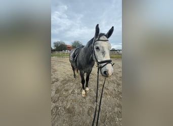 Polnisches Halbblut, Wallach, 7 Jahre, 163 cm, Schimmel