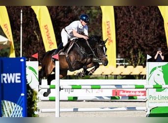 Polnisches Halbblut, Wallach, 7 Jahre, 165 cm, Schwarzbrauner