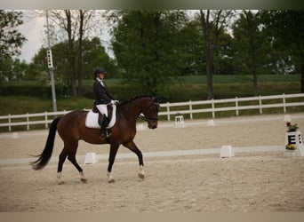 Polnisches Halbblut, Wallach, 7 Jahre, 167 cm, Brauner