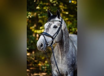 Polnisches Halbblut, Wallach, 7 Jahre, 172 cm, Schimmel