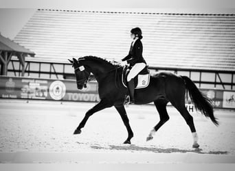 Polnisches Halbblut, Wallach, 7 Jahre, 173 cm, Dunkelfuchs