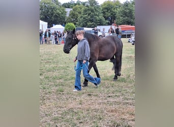 Polnisches Halbblut, Wallach, 8 Jahre, 150 cm, Rappe