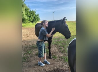 Polnisches Halbblut, Wallach, 8 Jahre, 150 cm, Rappe