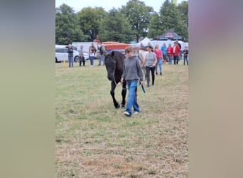 Polnisches Halbblut, Wallach, 8 Jahre, 150 cm, Rappe