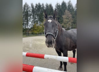 Polnisches Halbblut, Wallach, 8 Jahre, 160 cm, Rappe