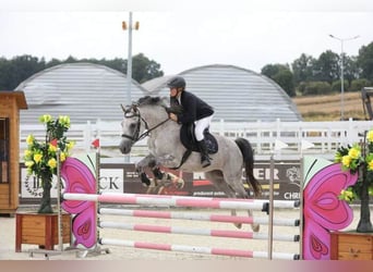 Polnisches Halbblut, Wallach, 8 Jahre, 160 cm, Schimmel