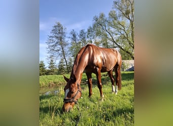 Polnisches Halbblut, Wallach, 8 Jahre, 167 cm, Fuchs