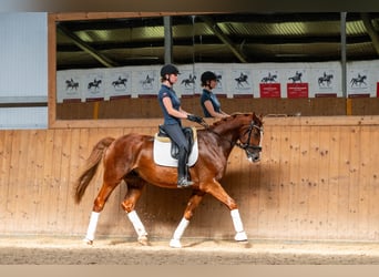 Polnisches Halbblut, Wallach, 8 Jahre, 167 cm, Fuchs