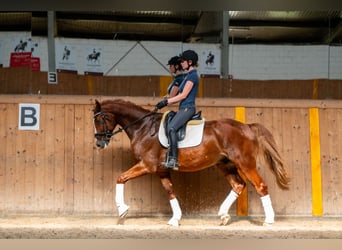 Polnisches Halbblut, Wallach, 8 Jahre, 167 cm, Fuchs