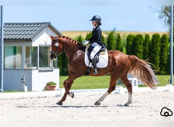 Polnisches Halbblut, Wallach, 8 Jahre, 167 cm, Fuchs