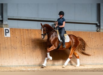 Polnisches Halbblut, Wallach, 8 Jahre, 167 cm, Fuchs