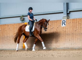 Polnisches Halbblut, Wallach, 8 Jahre, 167 cm, Fuchs