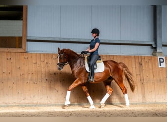 Polnisches Halbblut, Wallach, 8 Jahre, 167 cm, Fuchs